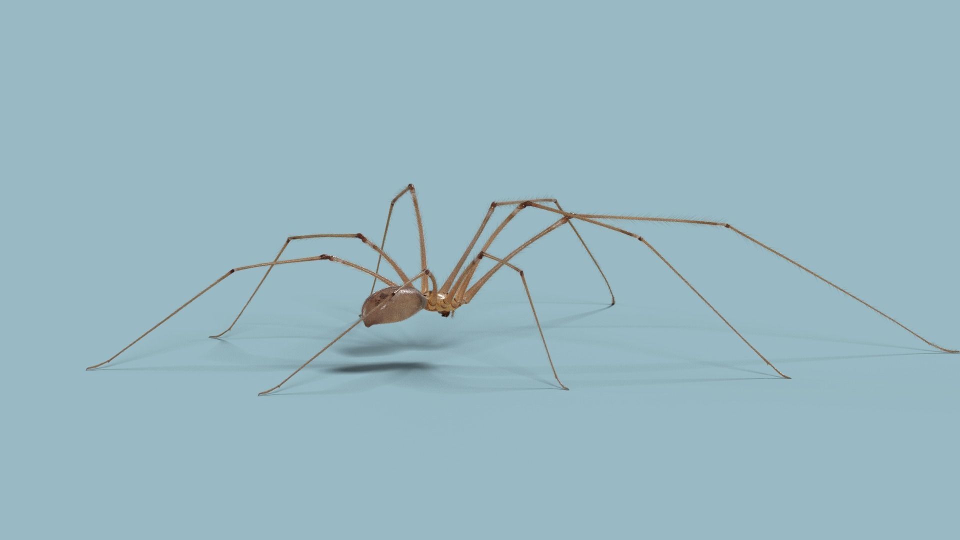 Spider Pholcus  Animated  VFX Grace 3D model_9