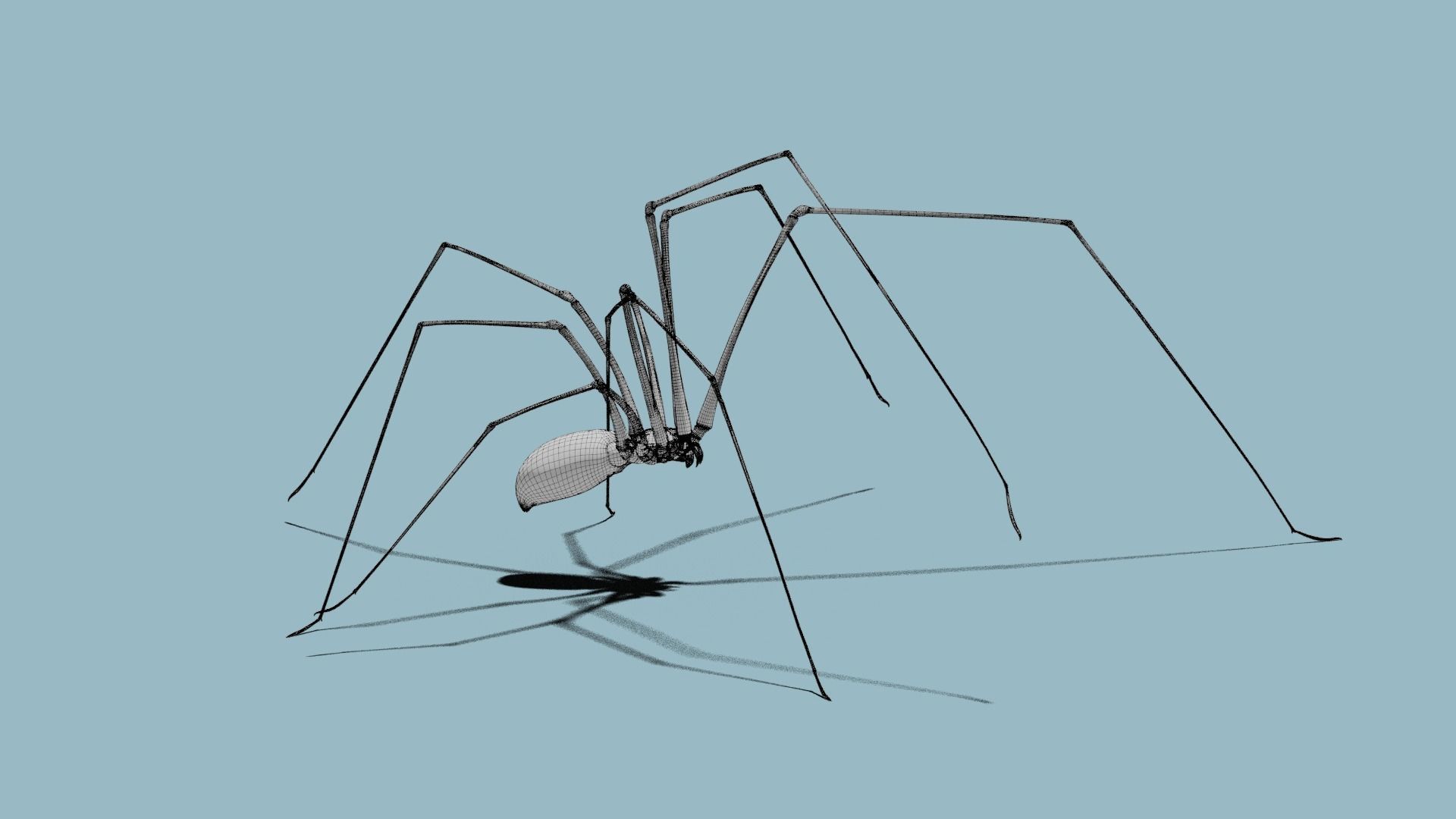 Spider Pholcus  Animated  VFX Grace 3D model_5