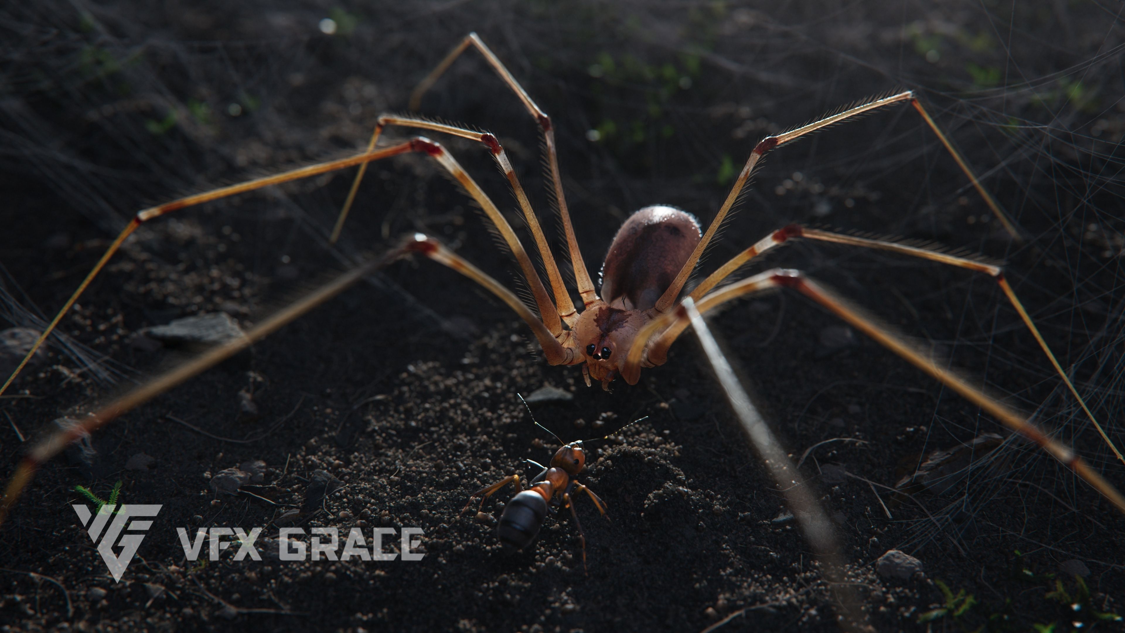 Spider Pholcus  Animated  VFX Grace 3D model_3