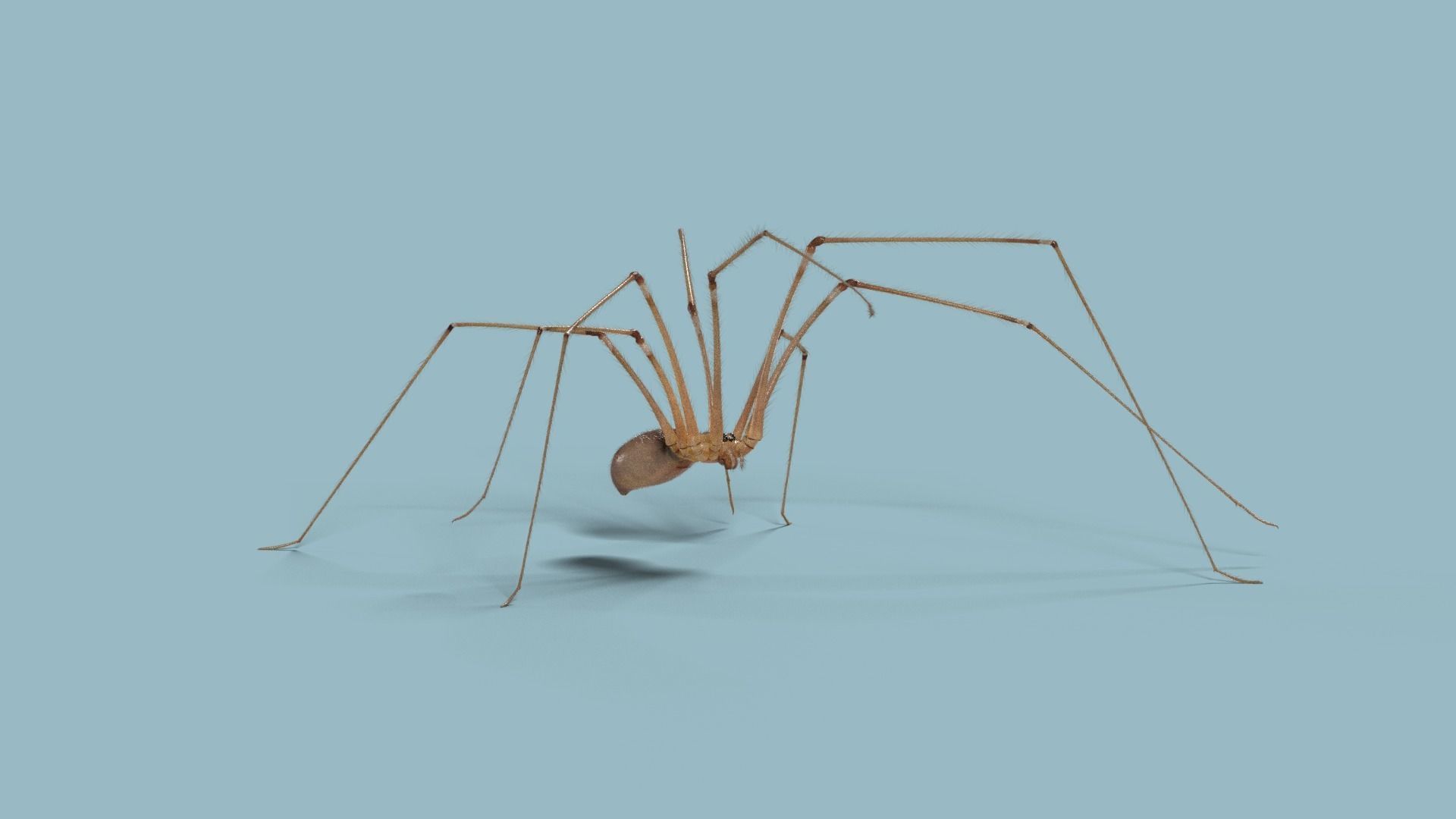 Spider Pholcus  Animated  VFX Grace 3D model_15