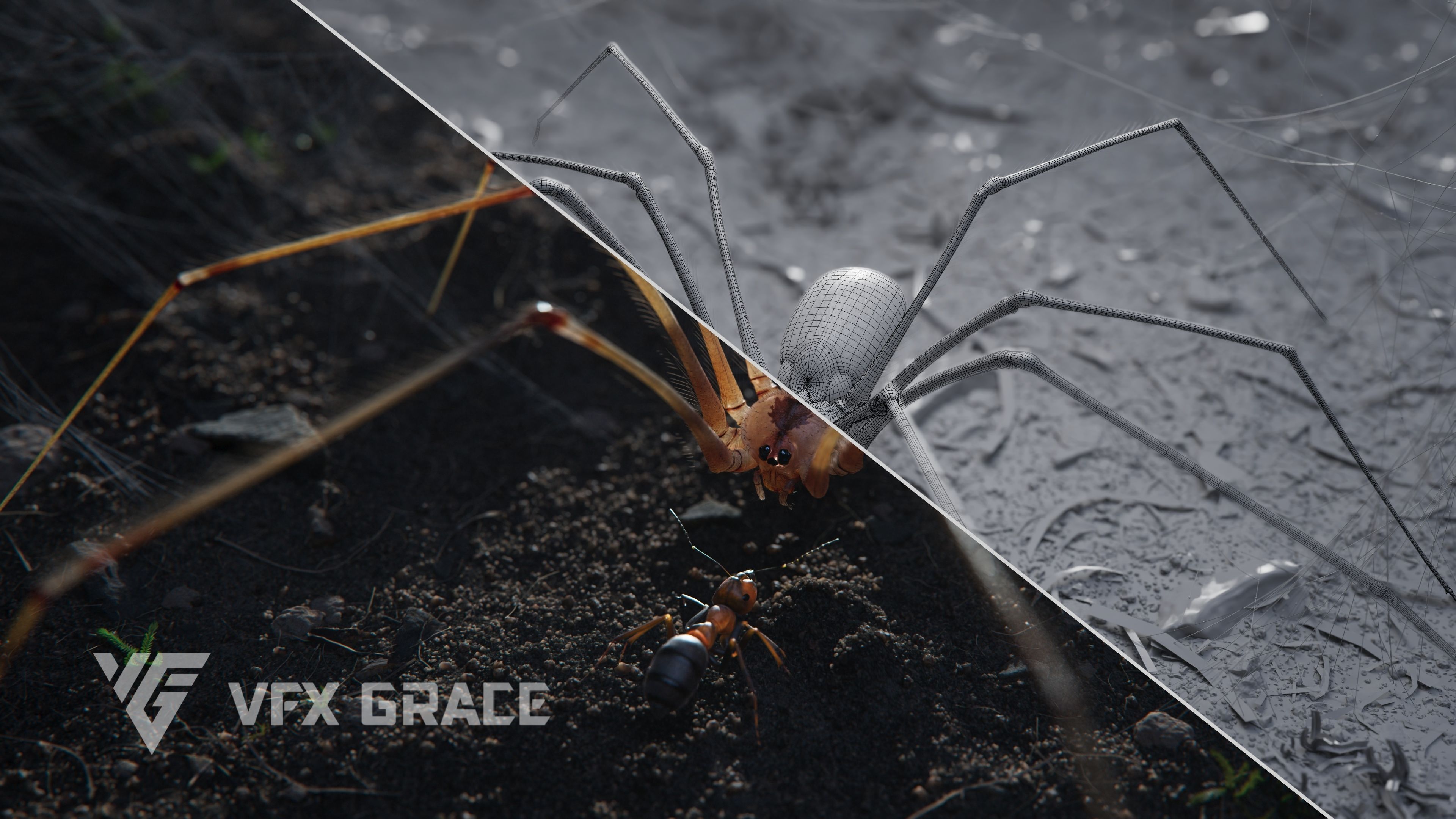 Spider Pholcus  Animated  VFX Grace 3D model_4