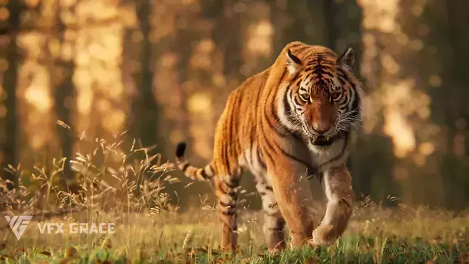 Siberian Tiger Animated  VFX Grace 3D model