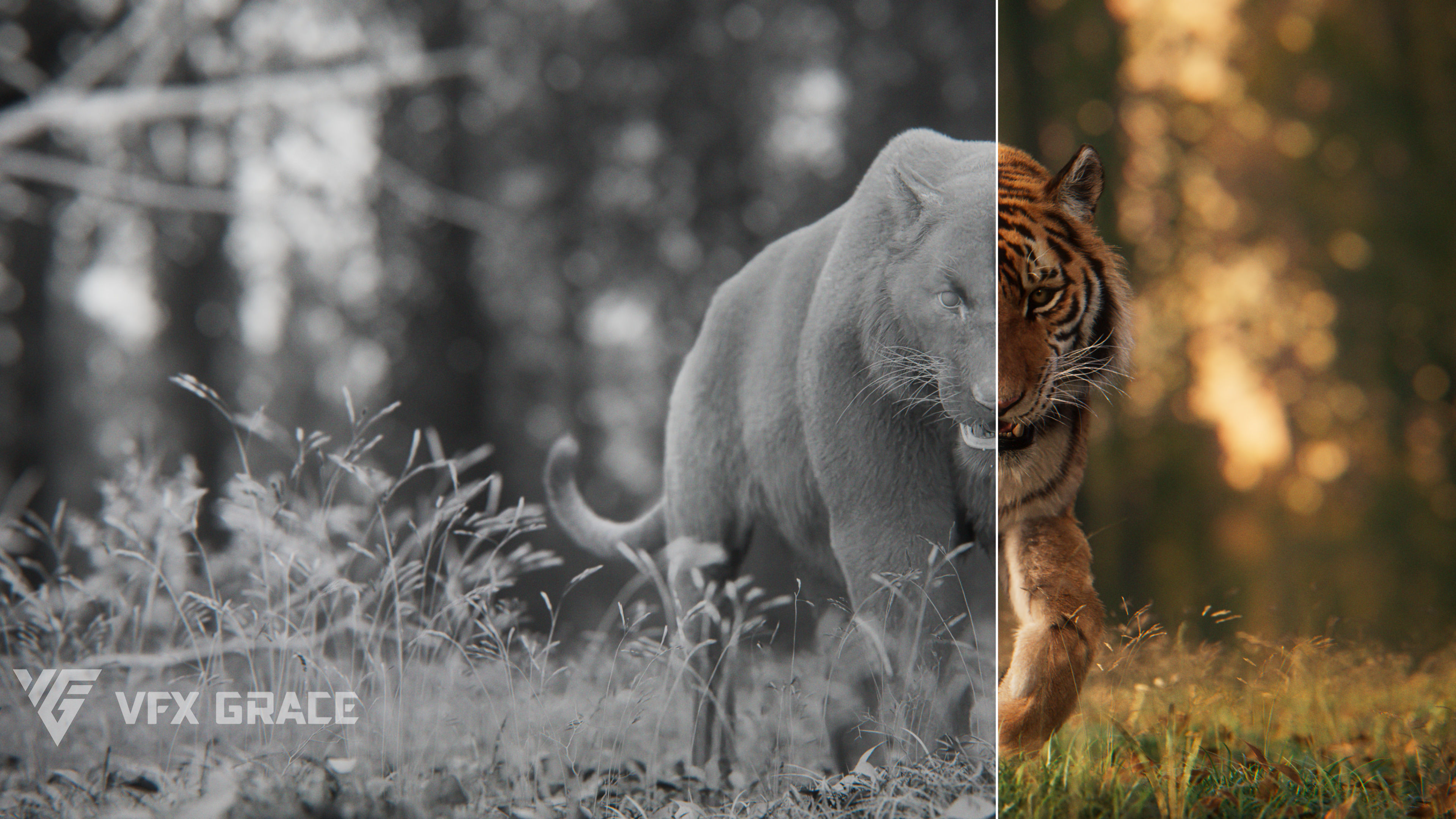 Siberian Tiger Animated  VFX Grace 3D model_10