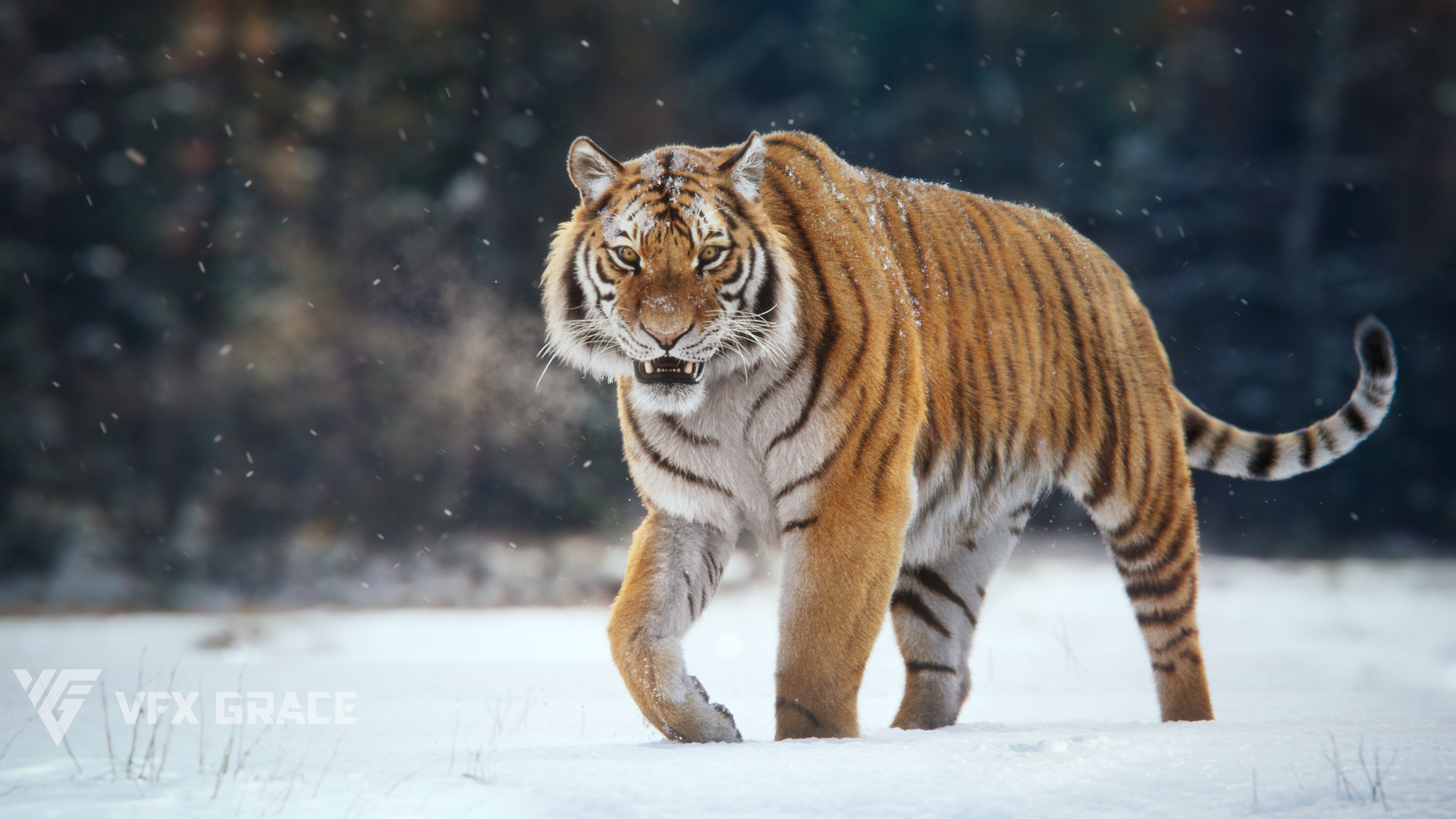 Siberian Tiger Animated  VFX Grace 3D model_5