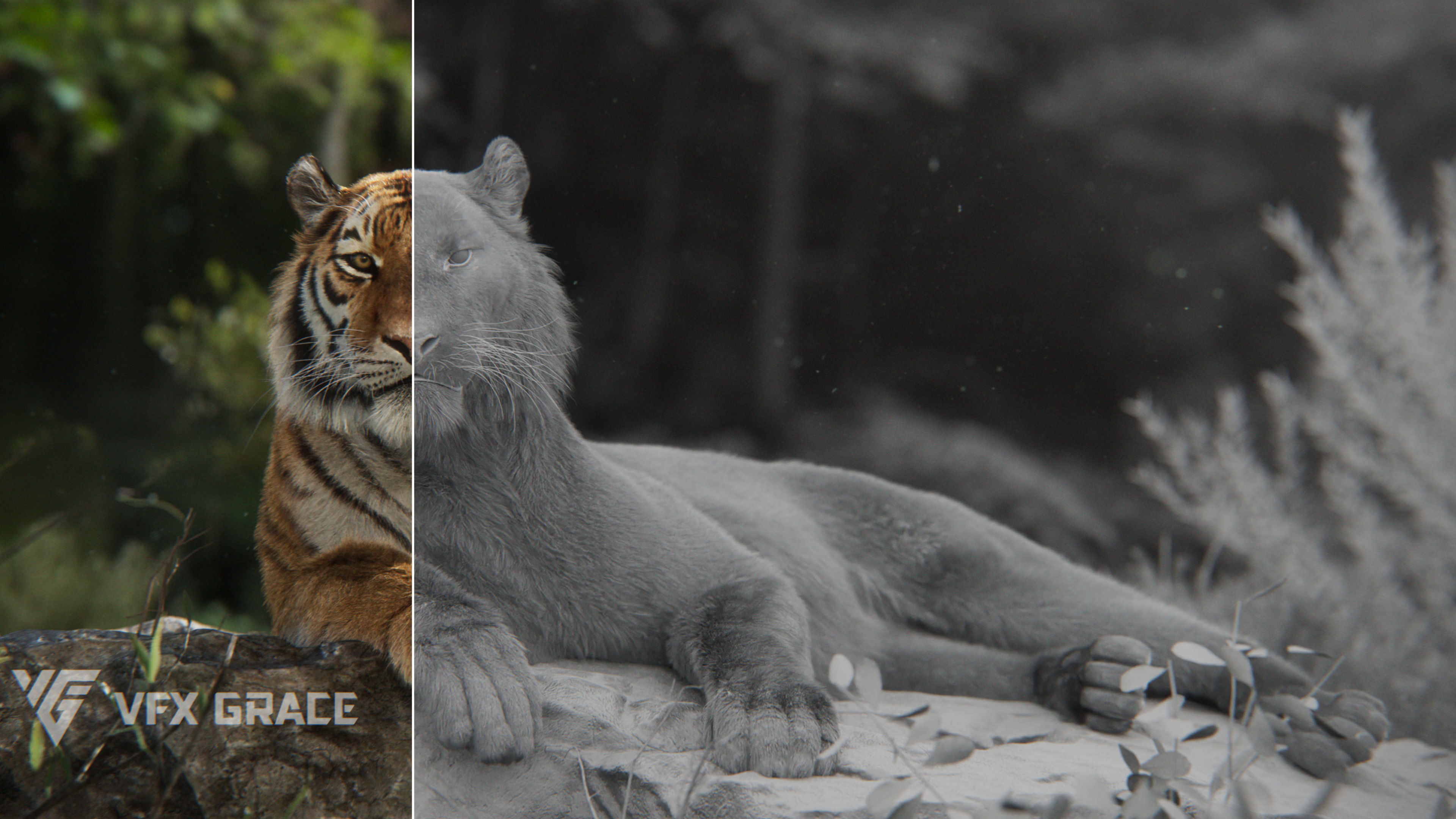 Siberian Tiger Animated  VFX Grace 3D model_9