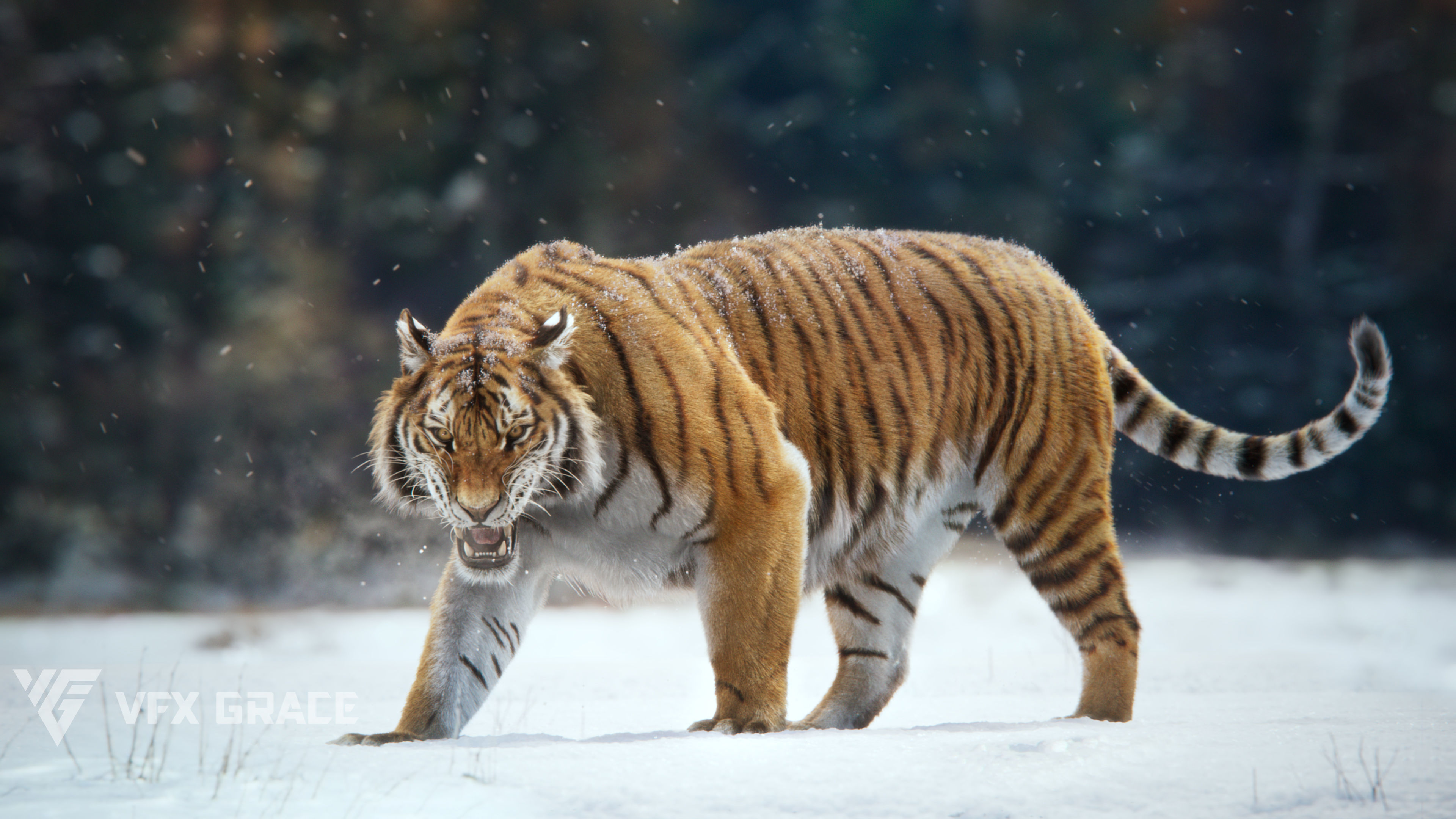 Siberian Tiger Animated  VFX Grace 3D model_6