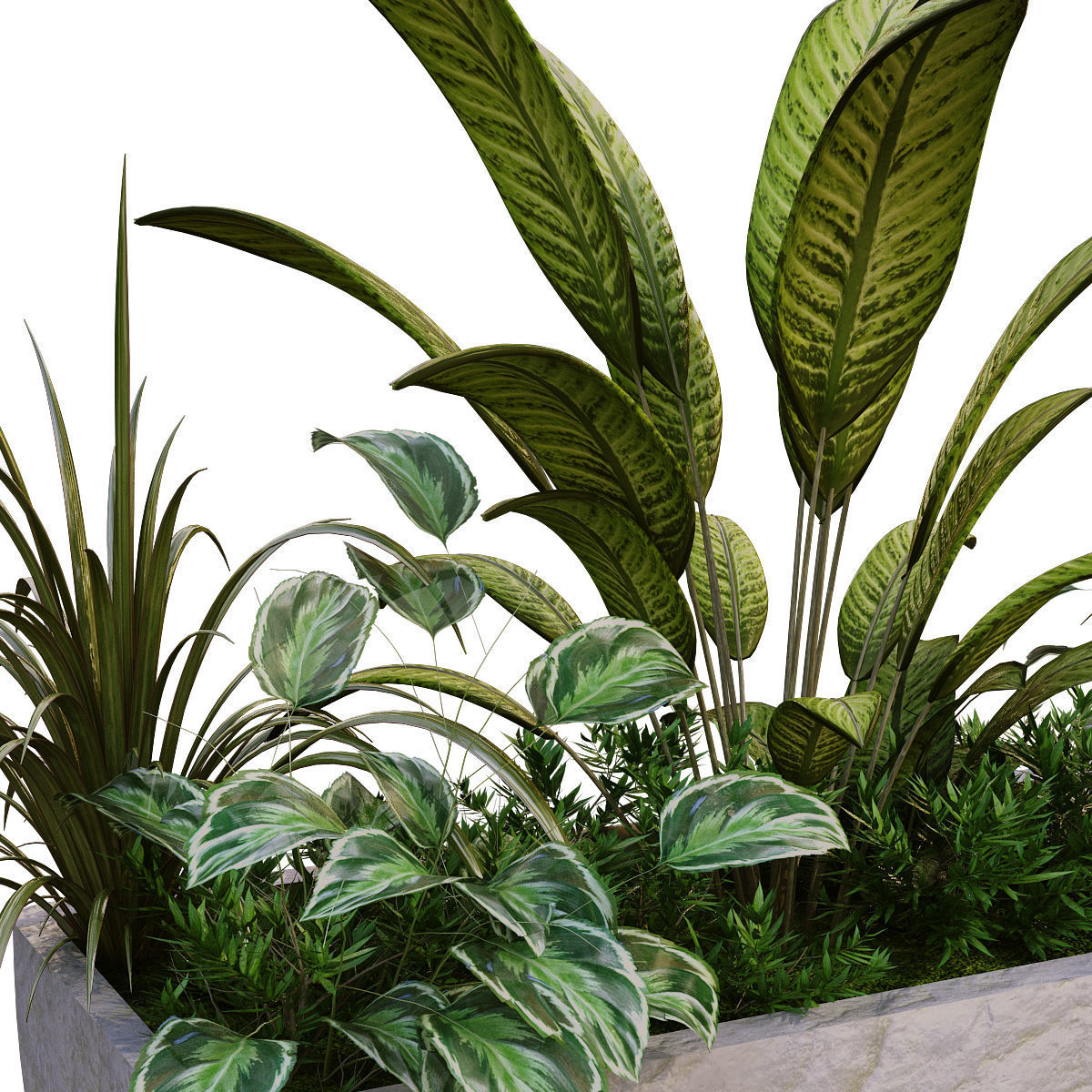 plant in box 187 3D model_4