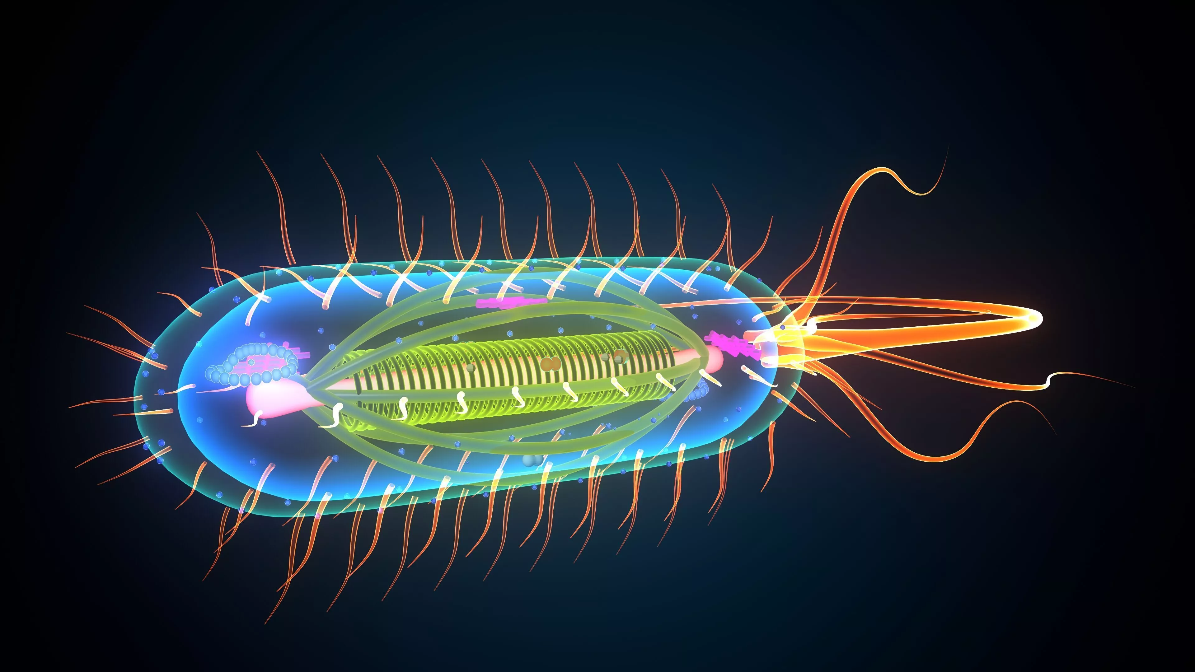 bacteria light bulb 3D model