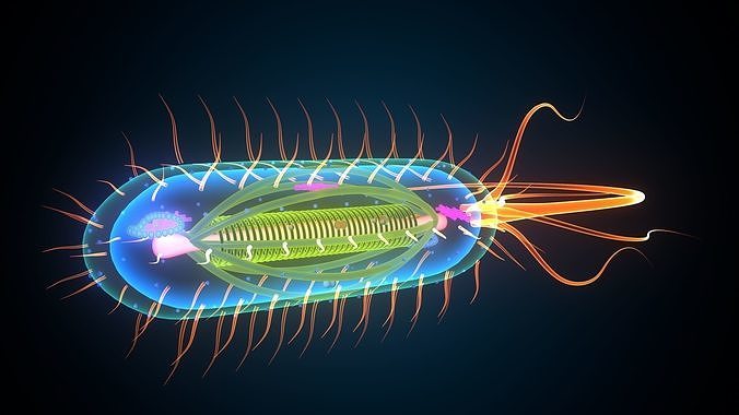 bacteria light bulb 3D model