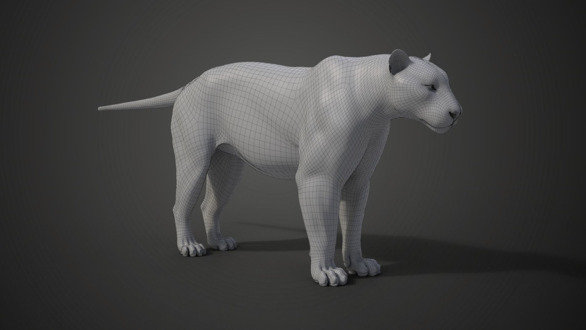 Siberian Tiger Rigged VFX Grace 3D model_25