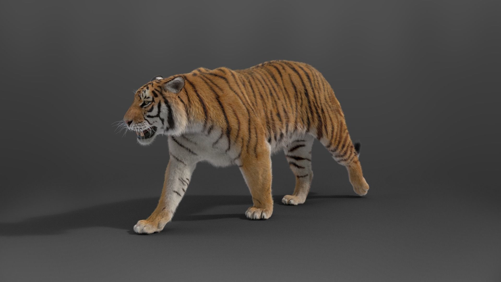 Siberian Tiger Rigged VFX Grace 3D model_9