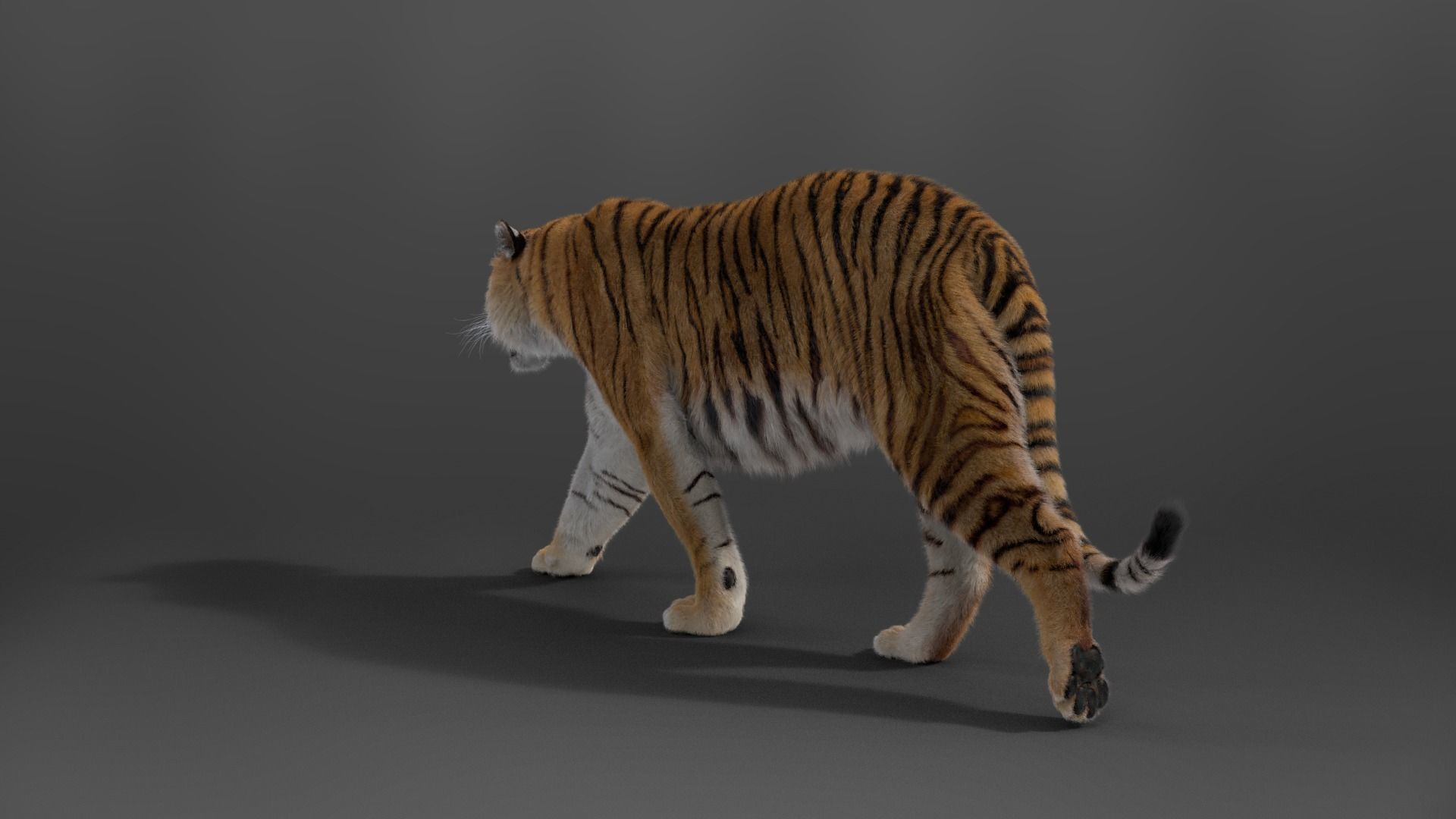Siberian Tiger Rigged VFX Grace 3D model_7