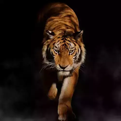 Siberian Tiger Rigged VFX Grace 3D model