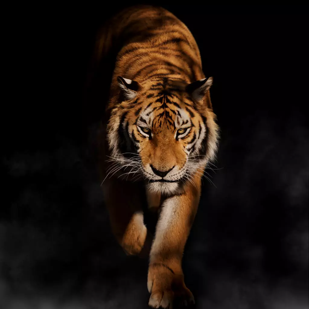 Siberian Tiger Rigged VFX Grace 3D model_0