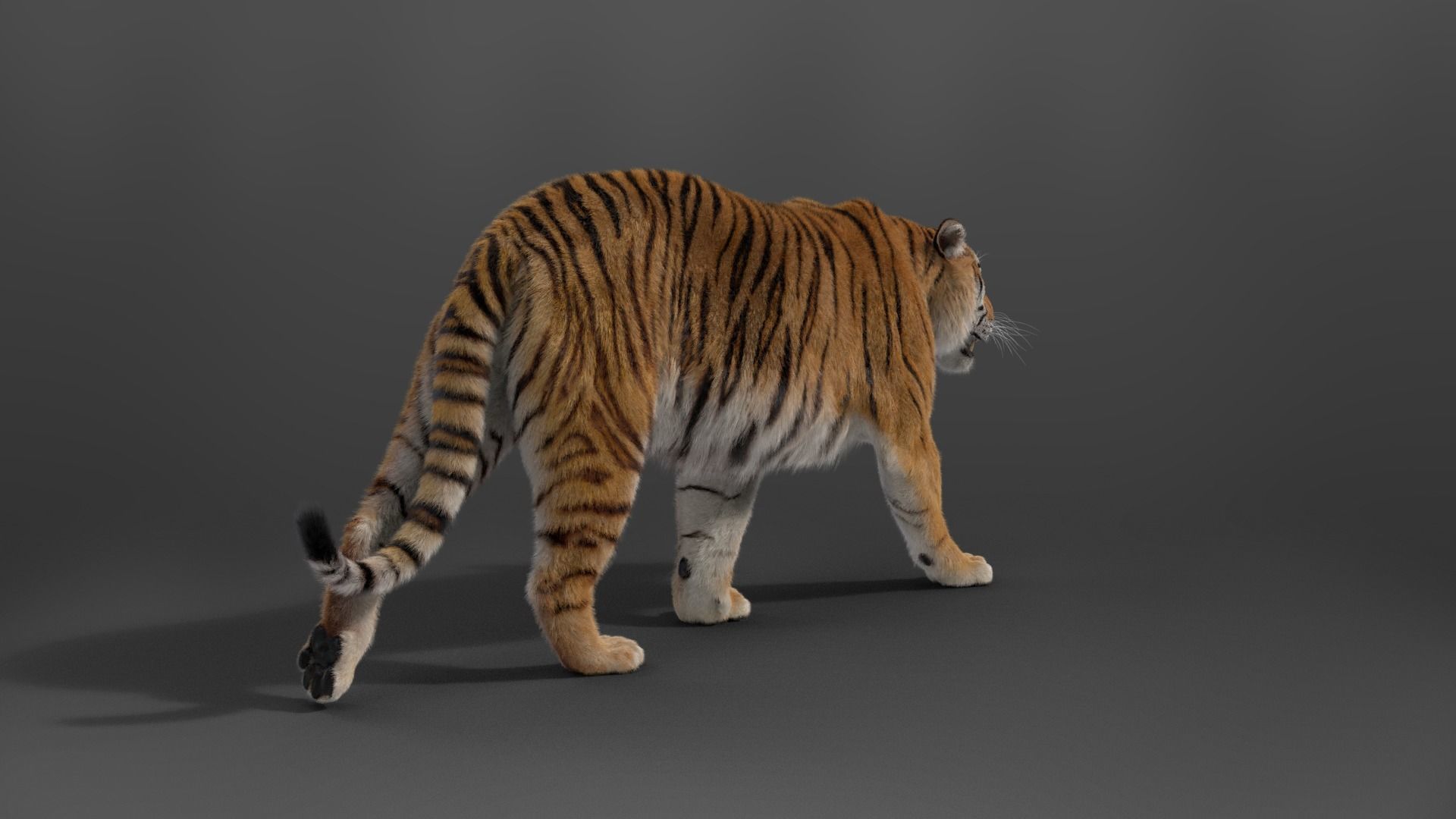 Siberian Tiger Rigged VFX Grace 3D model_6