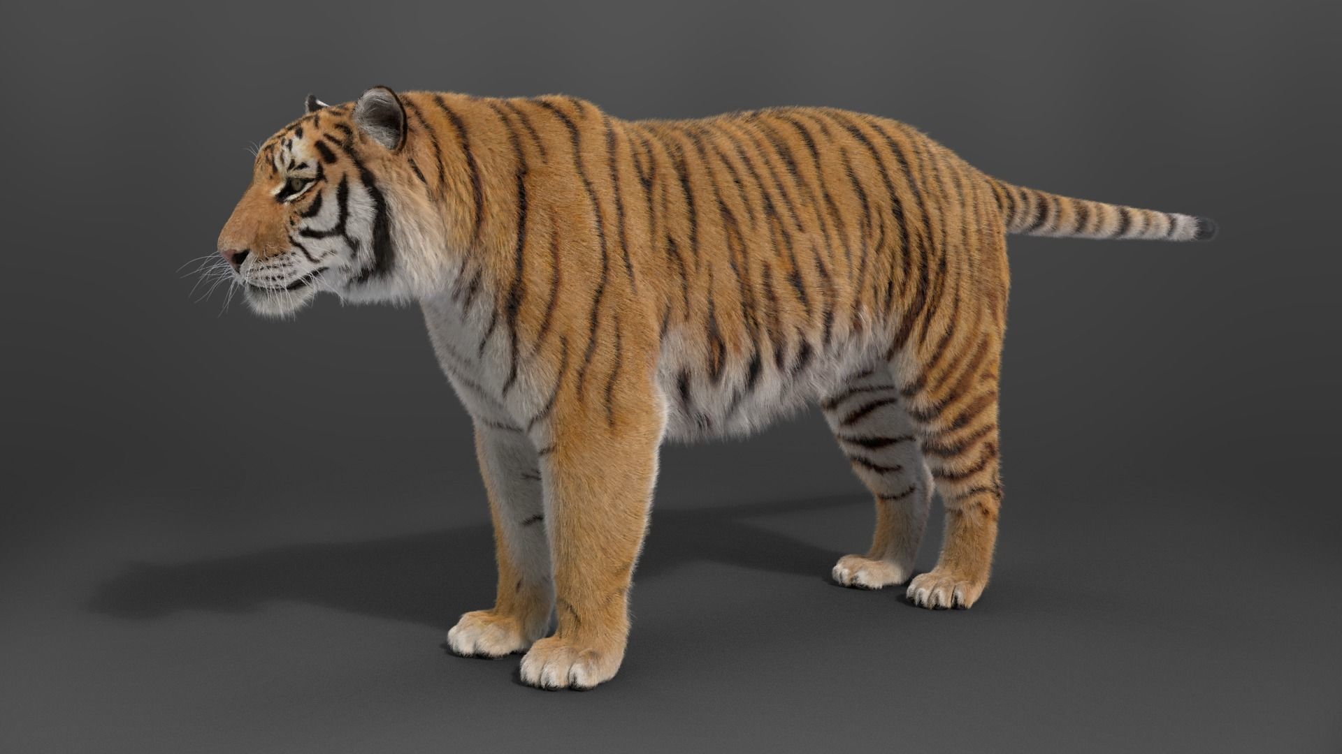 Siberian Tiger Rigged VFX Grace 3D model_2