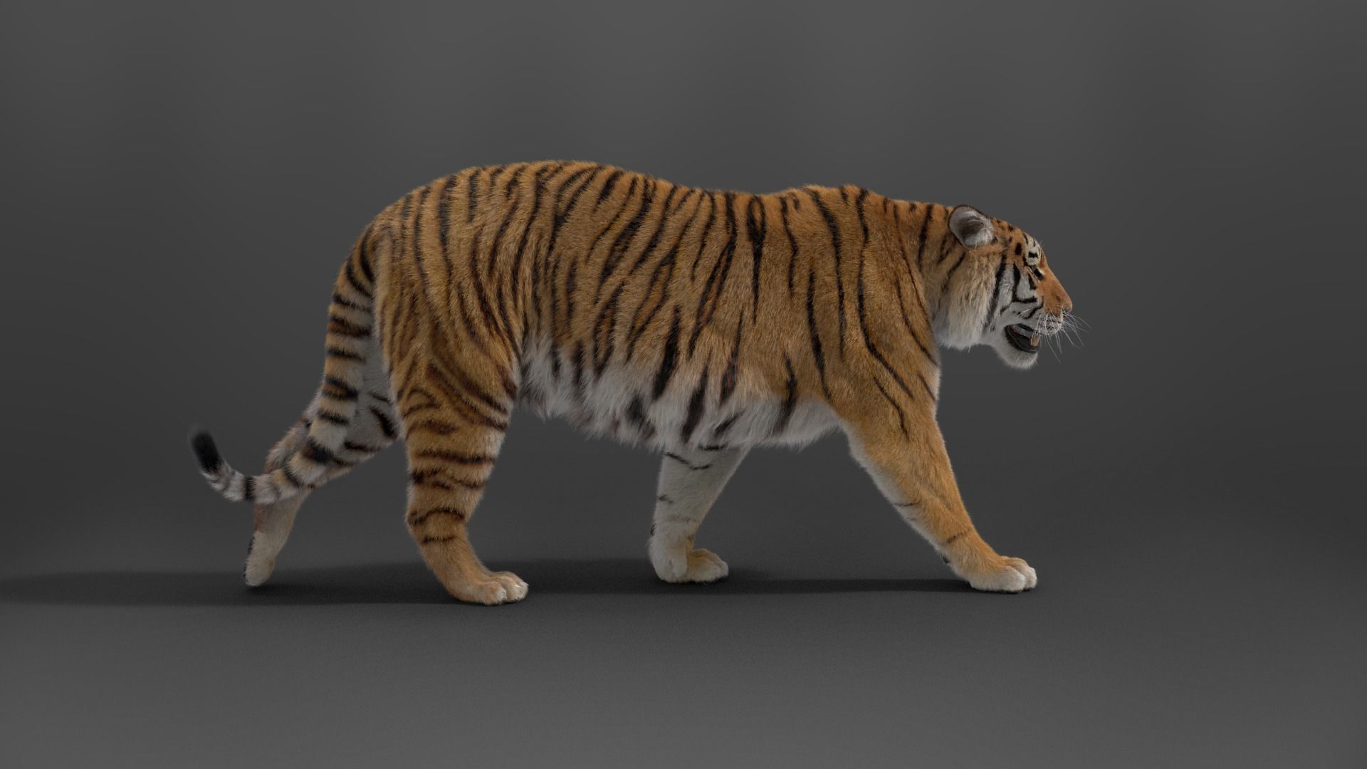 Siberian Tiger Rigged VFX Grace 3D model_5