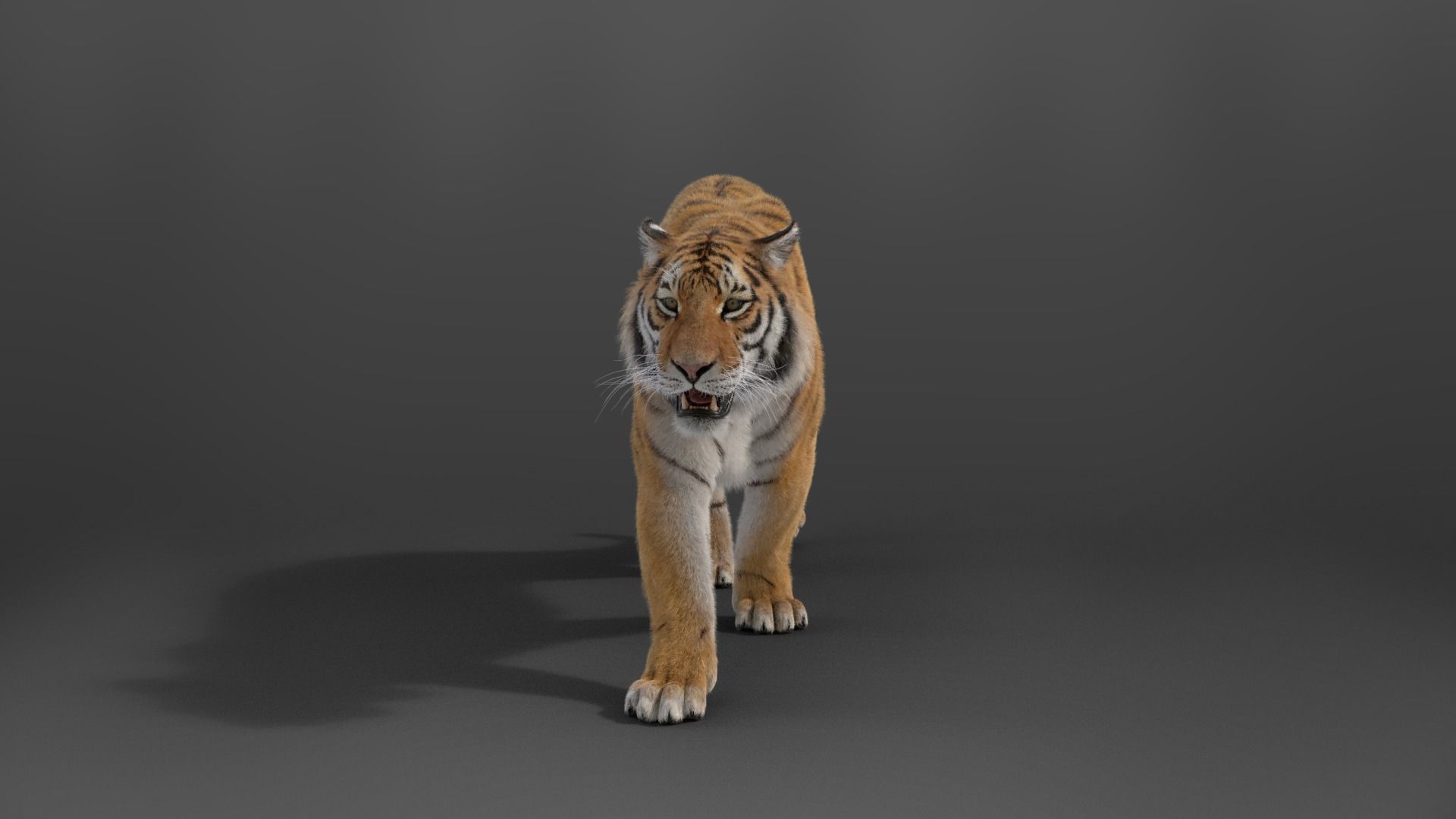 Siberian Tiger Rigged VFX Grace 3D model_4