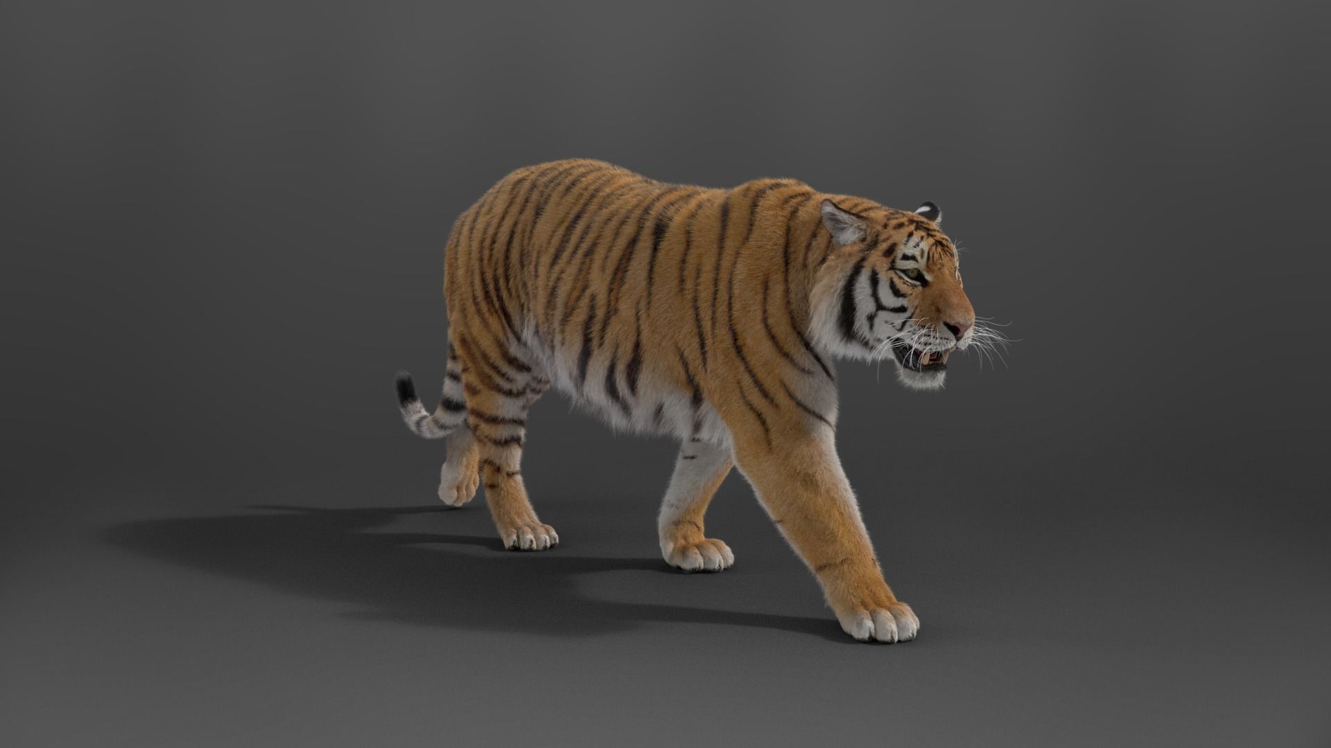 Siberian Tiger Rigged VFX Grace 3D model_3