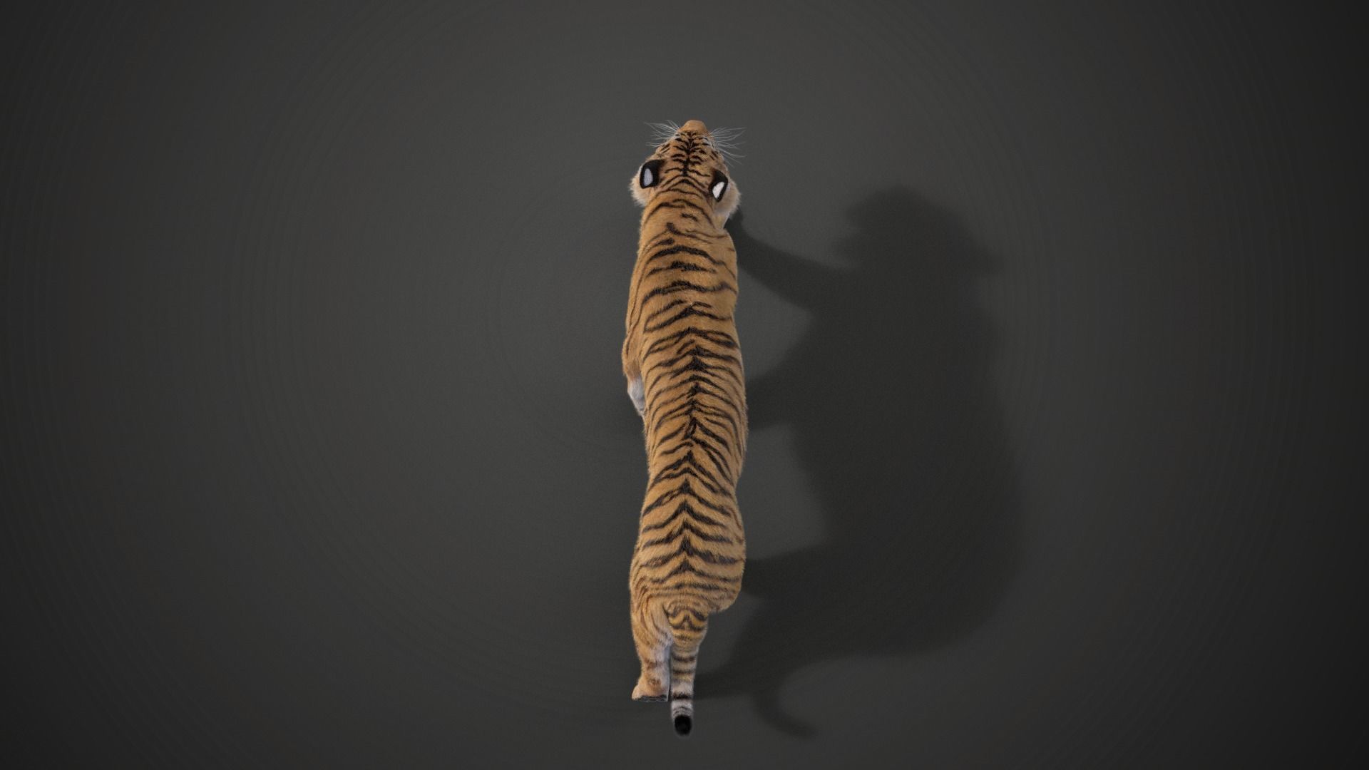 Siberian Tiger Rigged VFX Grace 3D model_10