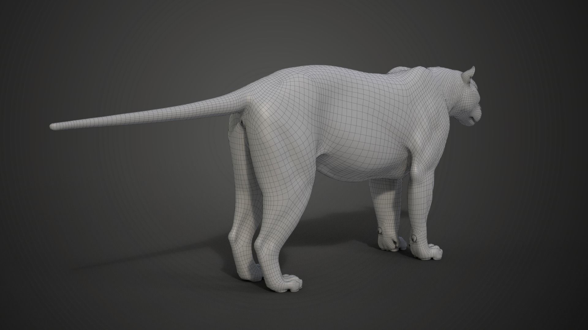 Siberian Tiger Rigged VFX Grace 3D model_27