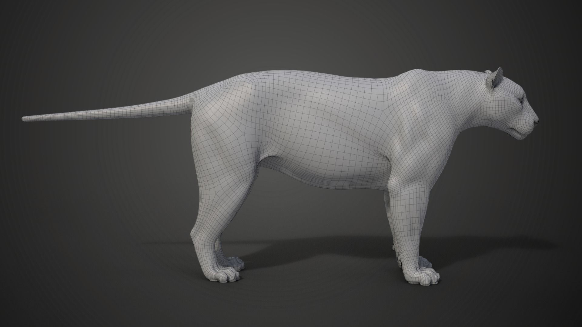 Siberian Tiger Rigged VFX Grace 3D model_26