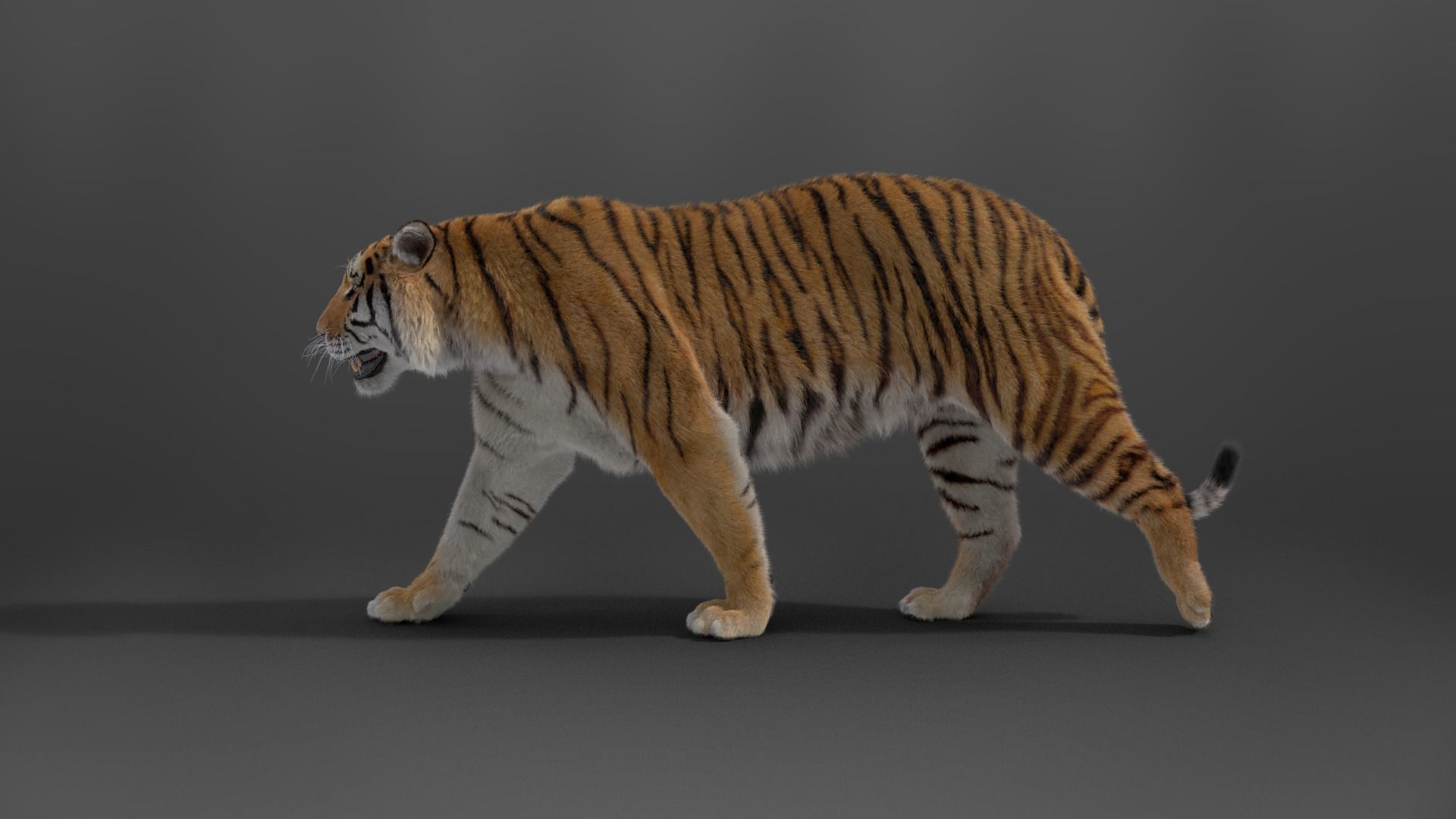 Siberian Tiger Rigged VFX Grace 3D model_8