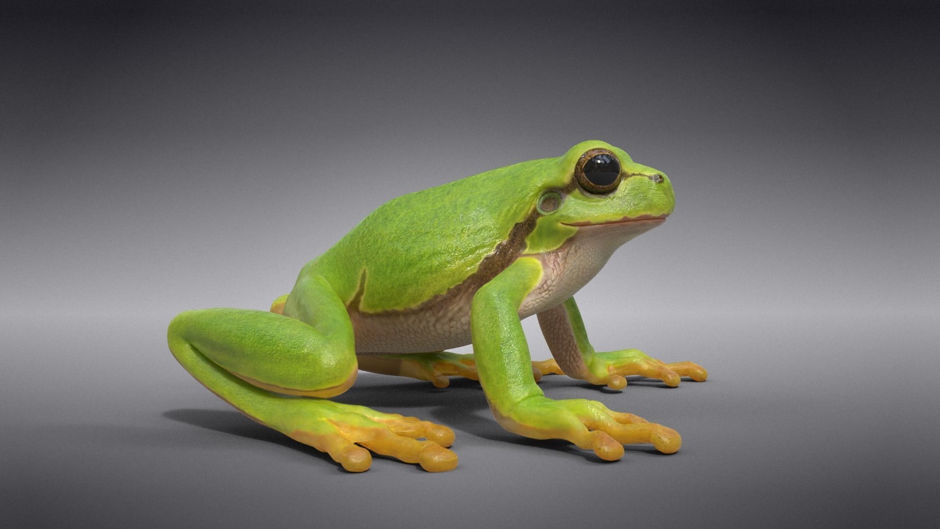 Tree Frog Animated VFX Grace 3D model_5
