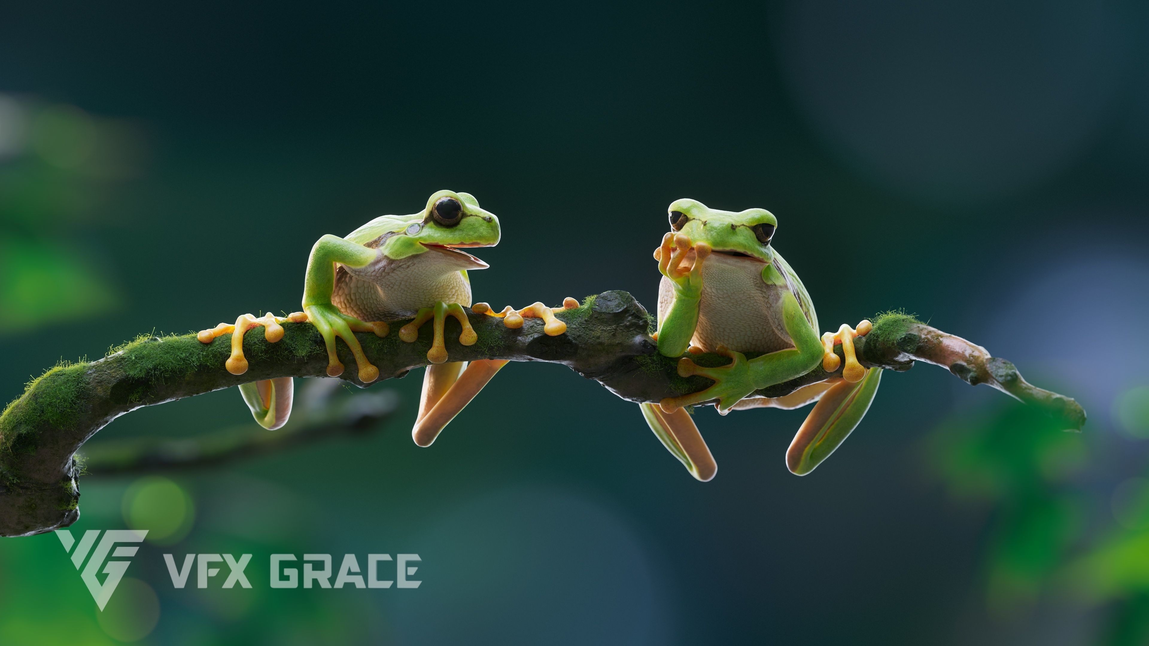 Tree Frog Animated VFX Grace 3D model_3