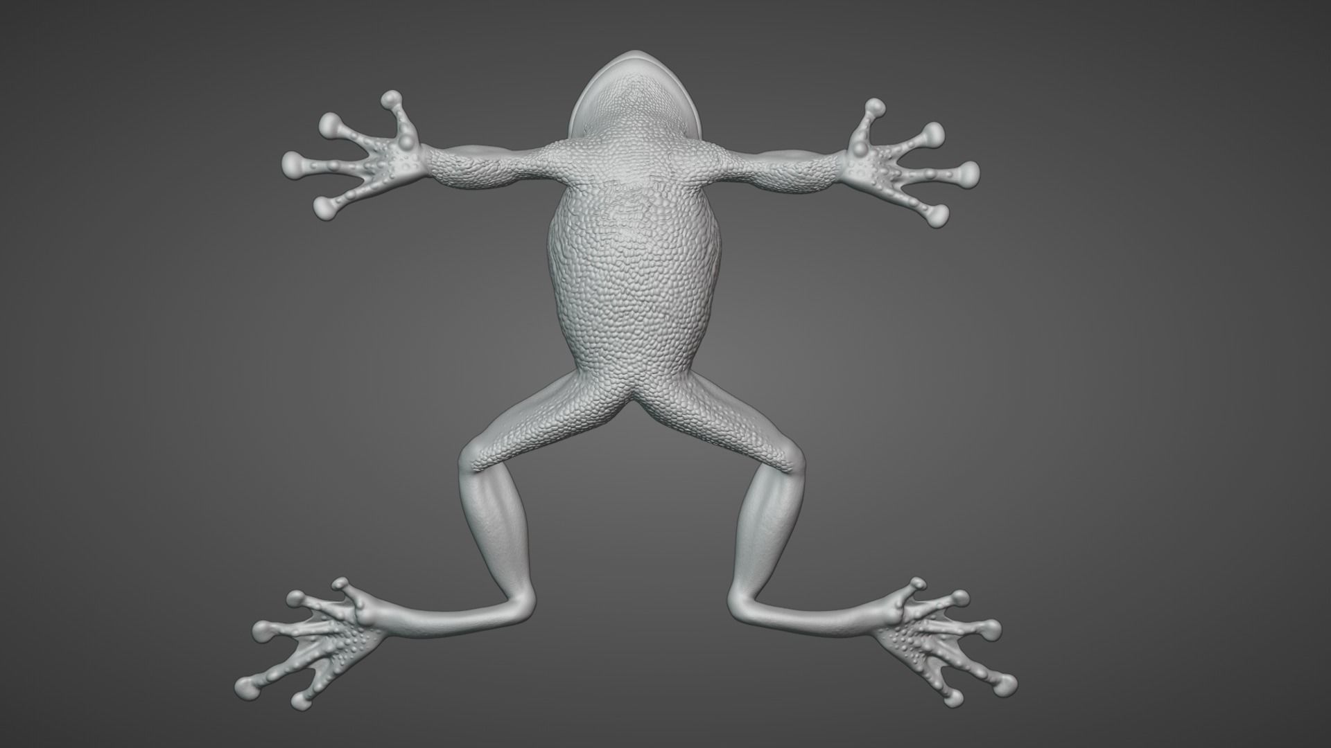Tree Frog Animated VFX Grace 3D model_11