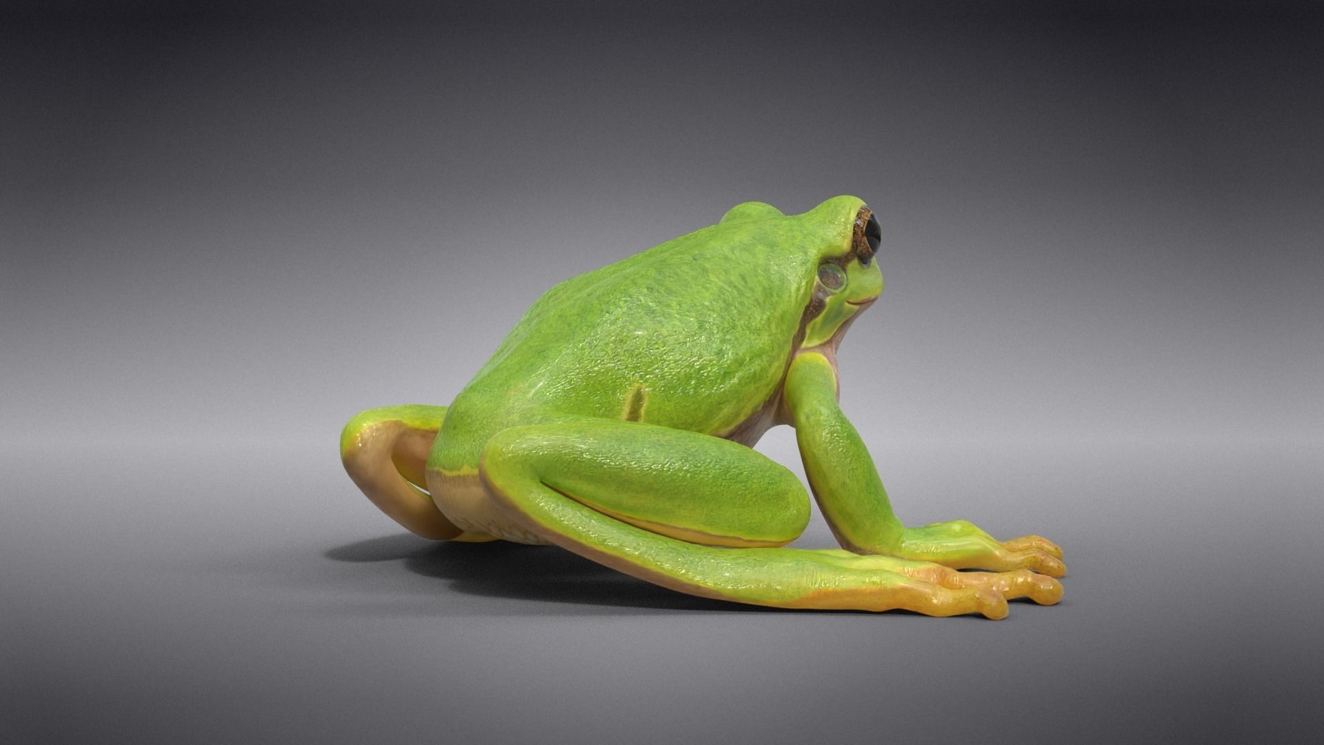 Tree Frog Animated VFX Grace 3D model_6