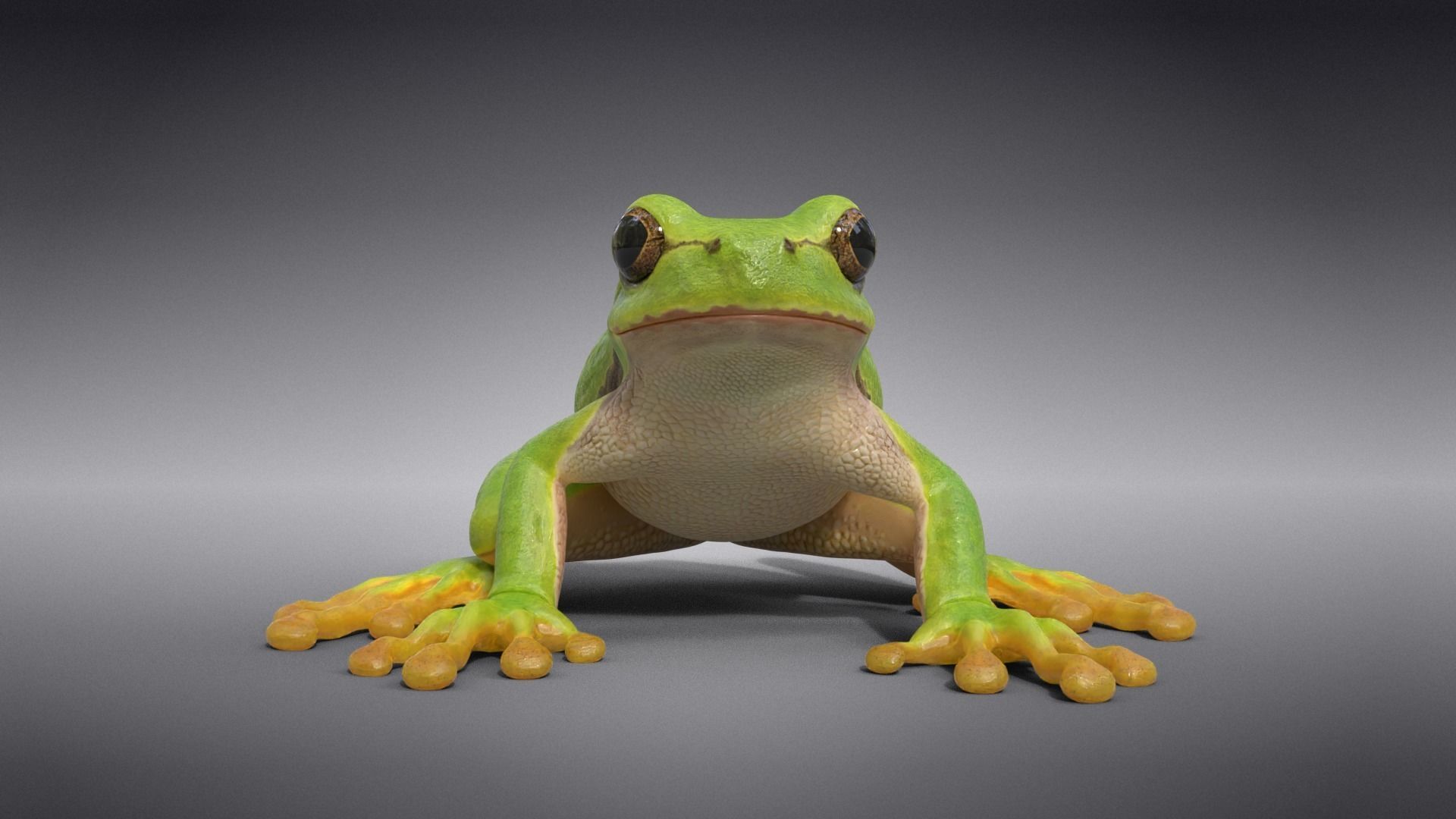 Tree Frog Animated VFX Grace 3D model_8