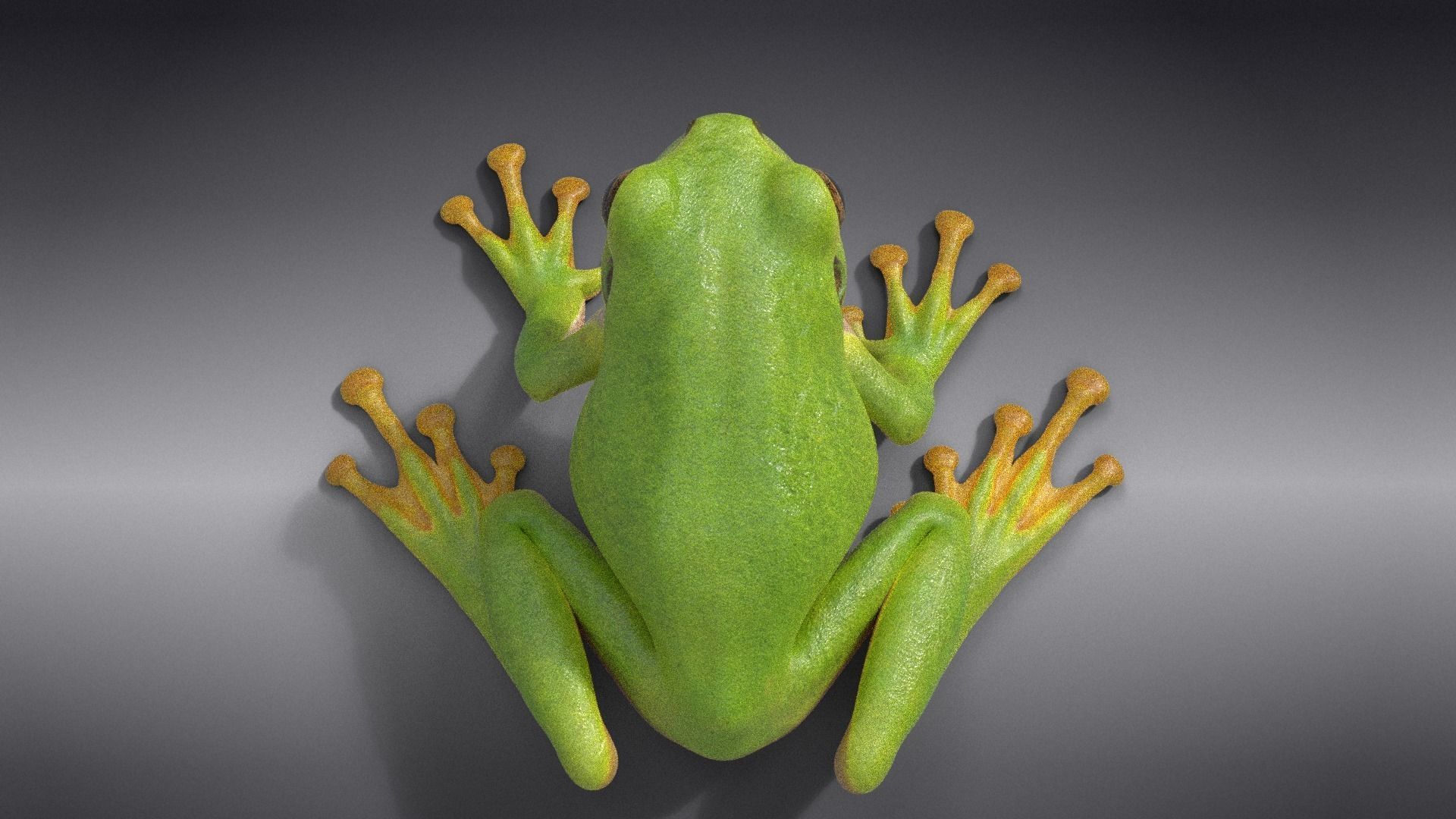 Tree Frog Animated VFX Grace 3D model_9