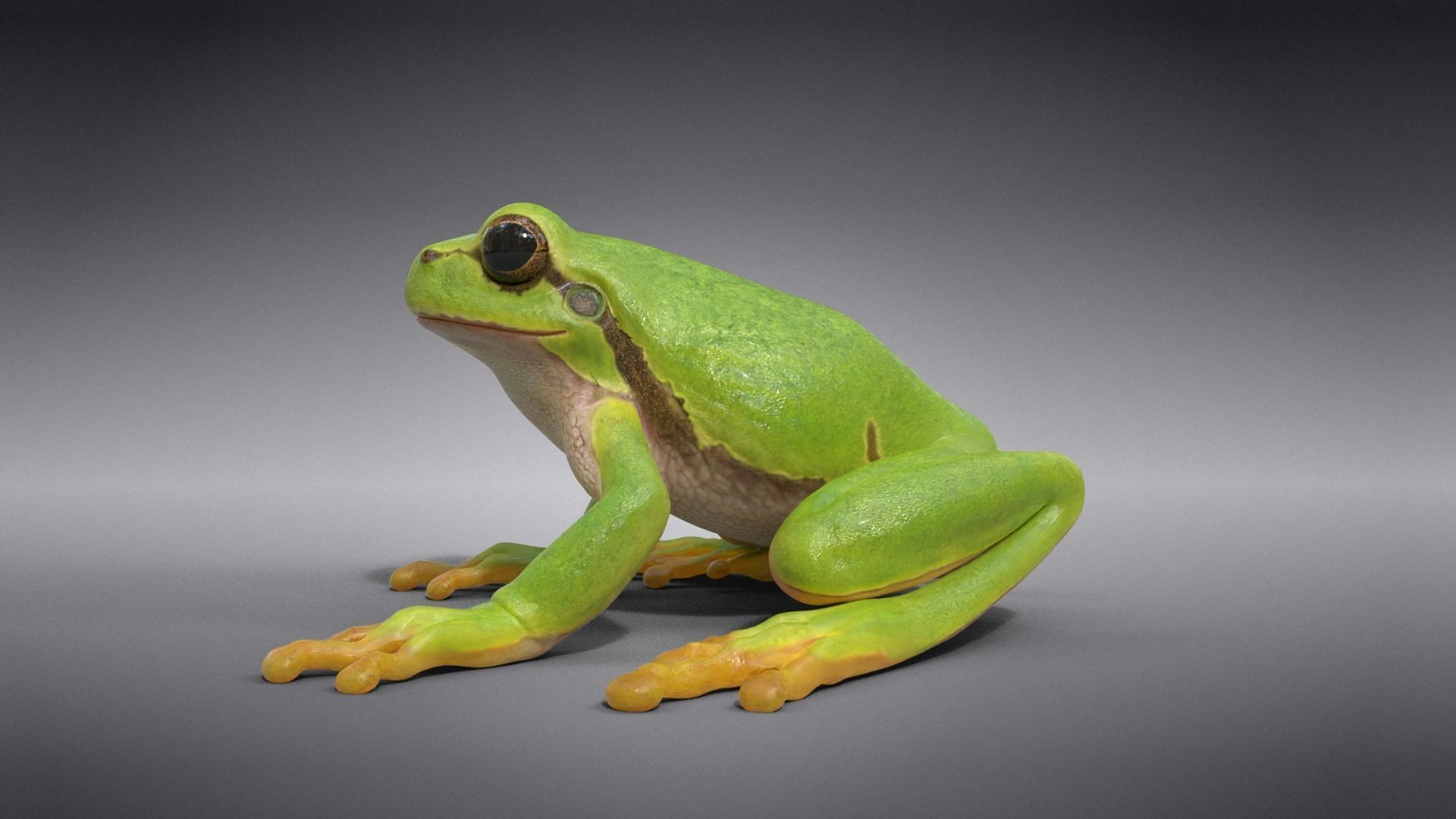 Tree Frog Animated VFX Grace 3D model_7