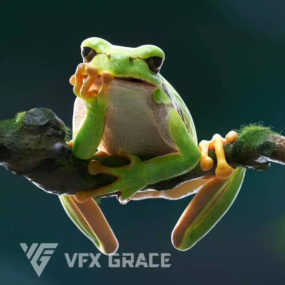 Tree Frog Animated VFX Grace 3D model_0