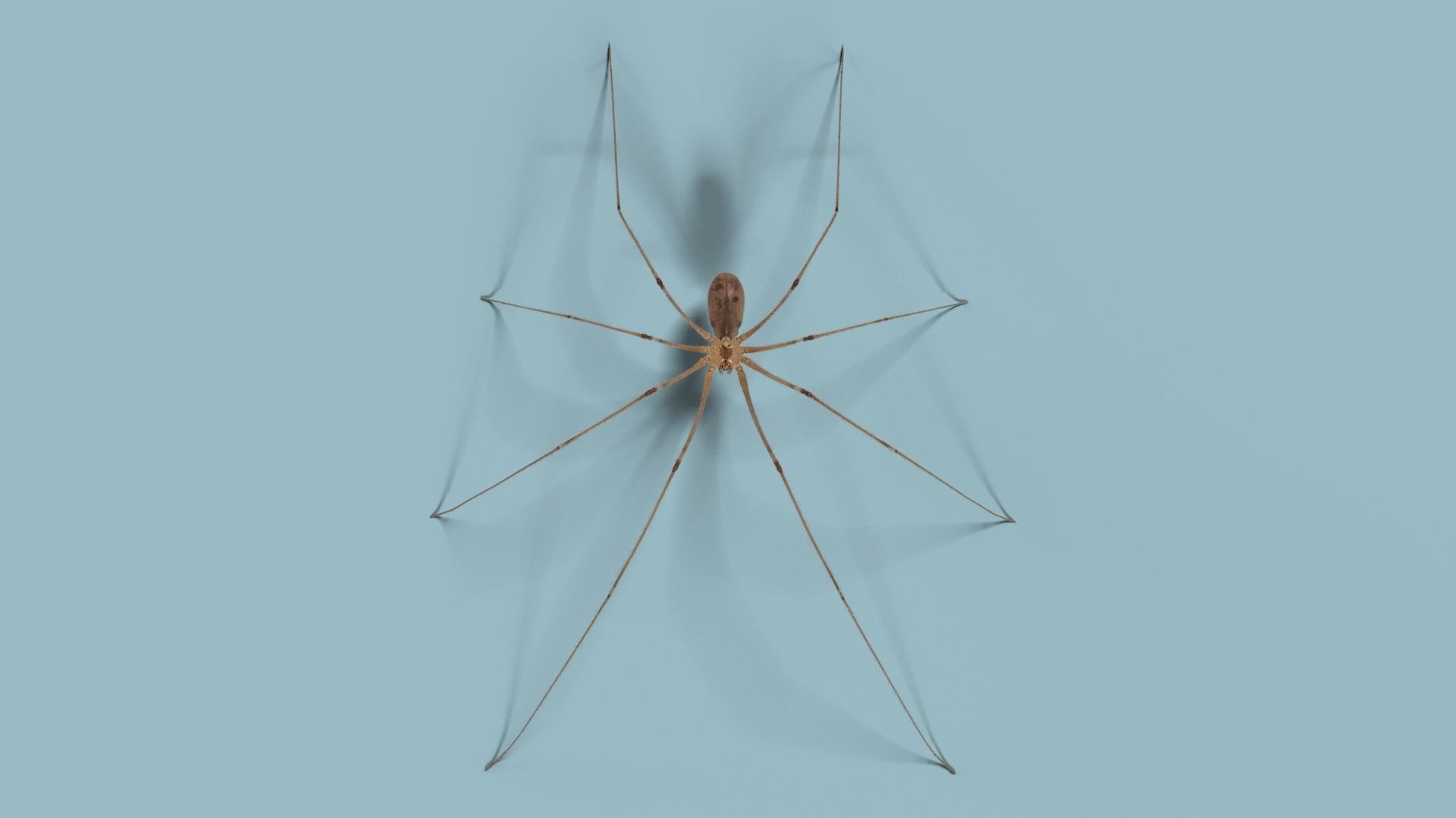 Spider Pholcus  Rigged VFX Grace 3D model_3