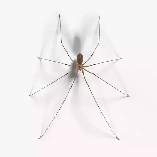 Spider Pholcus  Rigged VFX Grace 3D model