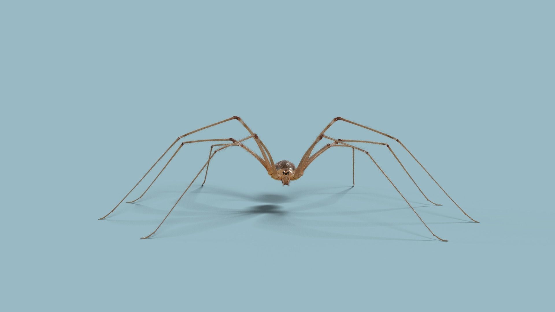 Spider Pholcus  Rigged VFX Grace 3D model_7