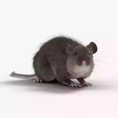 Rat Mouse Rigged  VFX Grace 3D model