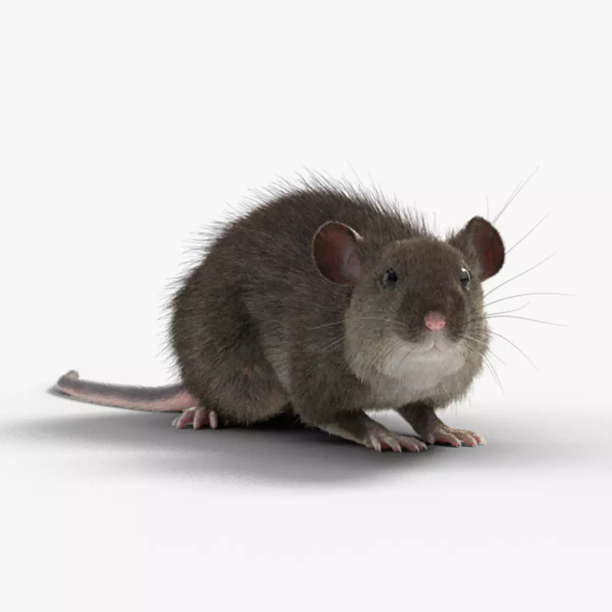 Rat Mouse Rigged  VFX Grace 3D model_0
