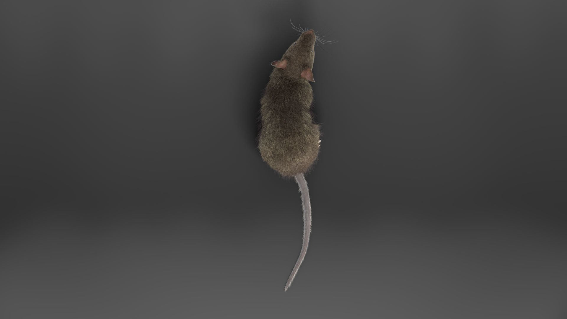Rat Mouse Rigged  VFX Grace 3D model_6