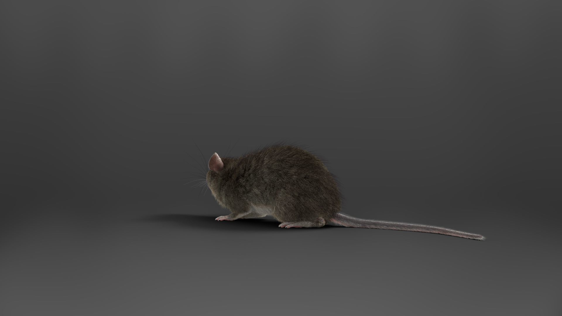 Rat Mouse Rigged  VFX Grace 3D model_4