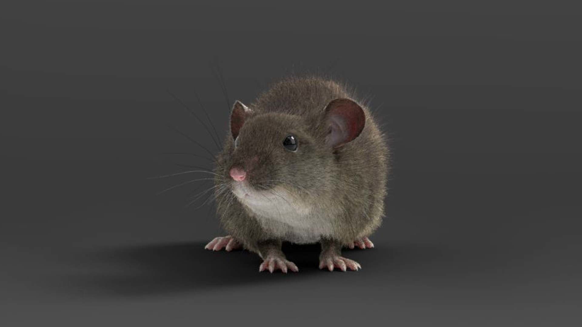 Rat Mouse Rigged  VFX Grace 3D model_3