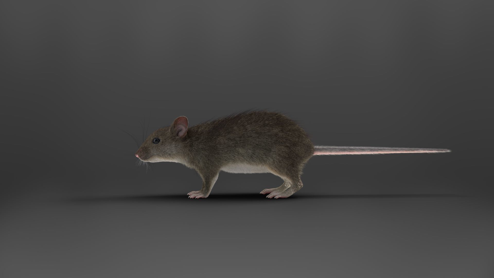 Rat Mouse Rigged  VFX Grace 3D model_7