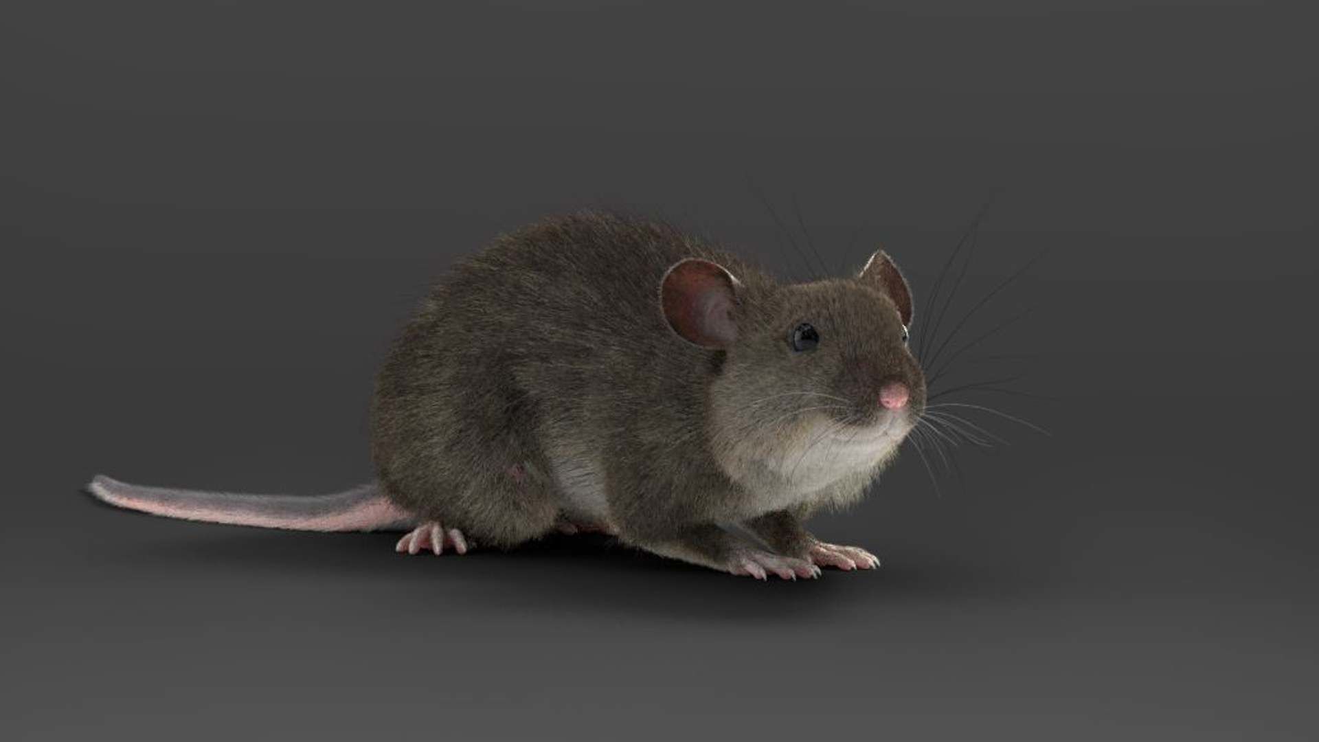 Rat Mouse Rigged  VFX Grace 3D model_2