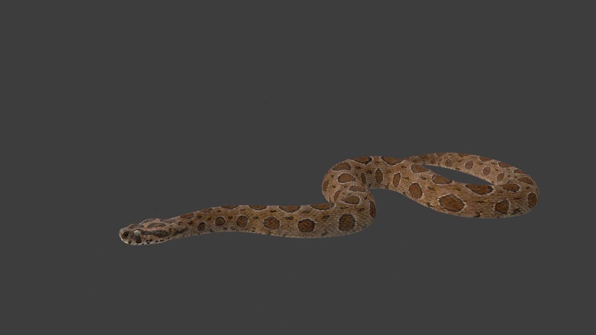 Russell Viper Rigged VFX Grace 3D model_7