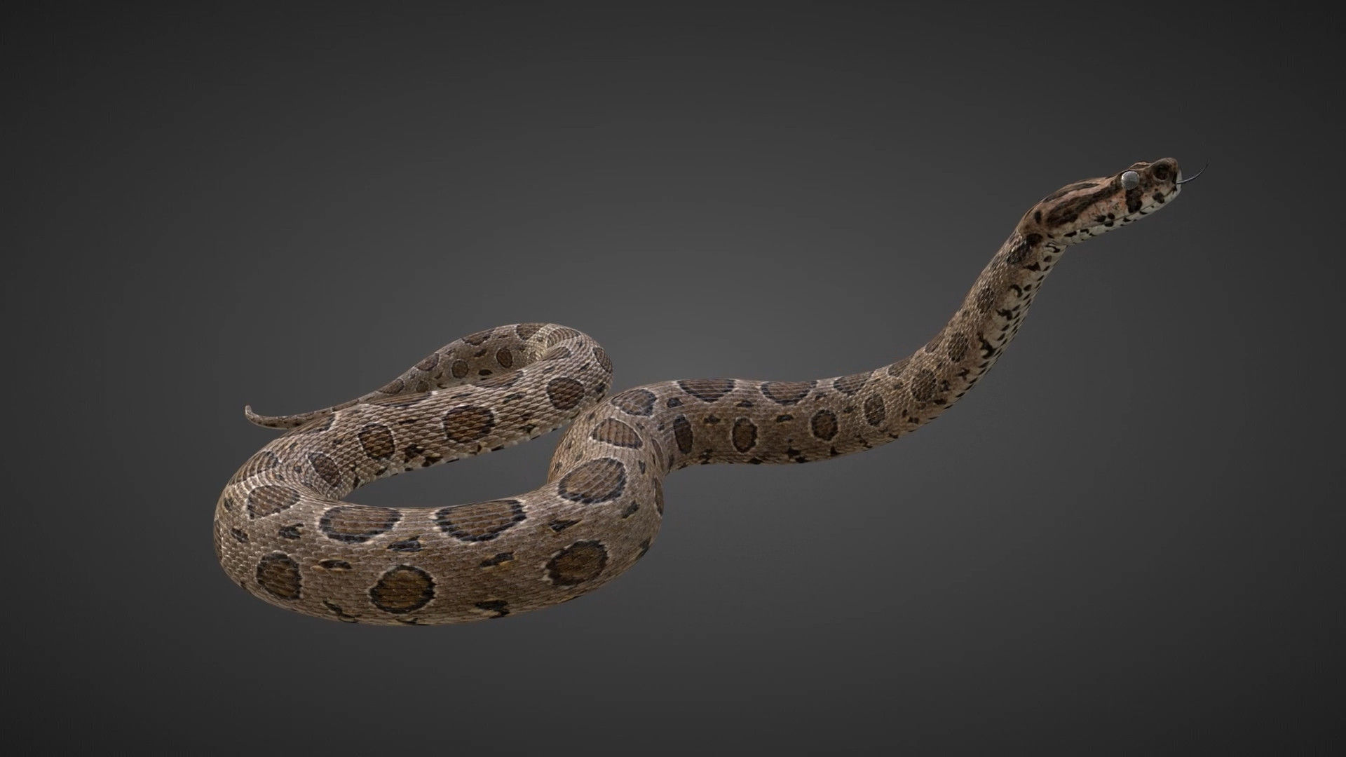 Russell Viper Rigged VFX Grace 3D model_4