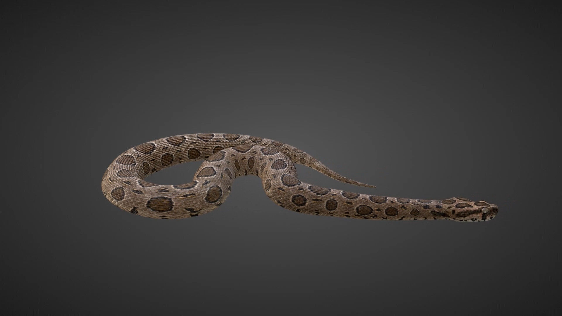 Russell Viper Rigged VFX Grace 3D model_3