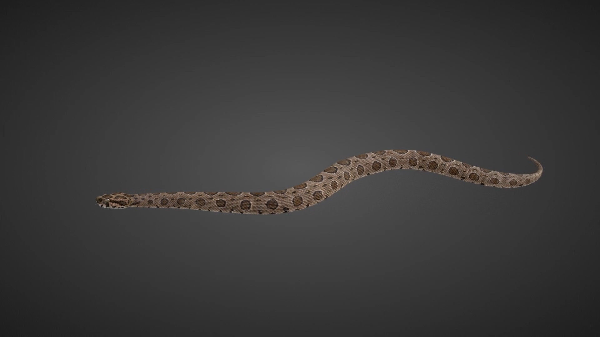 Russell Viper Rigged VFX Grace 3D model_6
