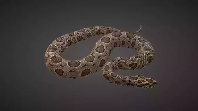 Russell Viper Rigged VFX Grace 3D model